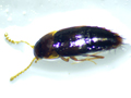Tachyporus nitidulus